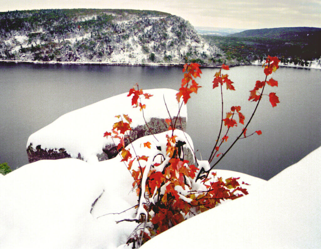 Small red maple in a rock above Devils Lake